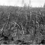 tunguska-trees
