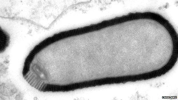 30 Bin Yıllık Virüs Bulundu