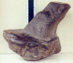 tas12