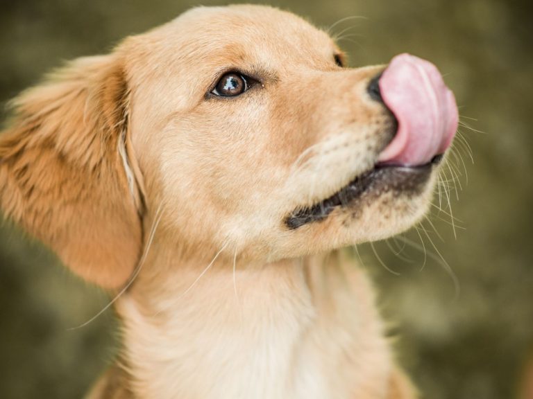 DNA araştırması: İnsanlar önce köpekleri evcilleştirdi