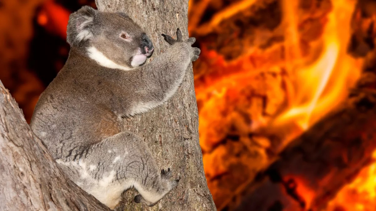 Bağıran, ağlayan koala arka planda bir çalı yangını yanarken bir ağaca tutunuyor.