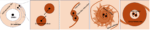 Colliding-black-holes-could-hide-in-the-light-of-superbright.png